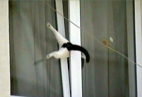 「助けて～」両手の爪がソファとカーテンに引っかかてしまった猫ちゃんが可哀そうだけど可愛い