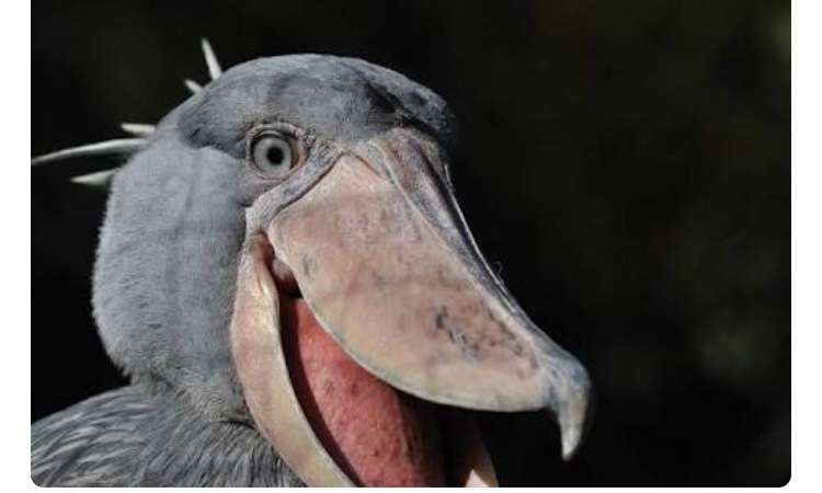 上皇后さま、血混じる嘔吐も　ストレス原因か、経過観察　宮内庁