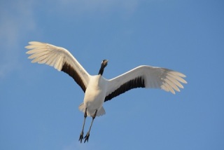 上皇后さま、血混じる嘔吐も　ストレス原因か、経過観察　宮内庁