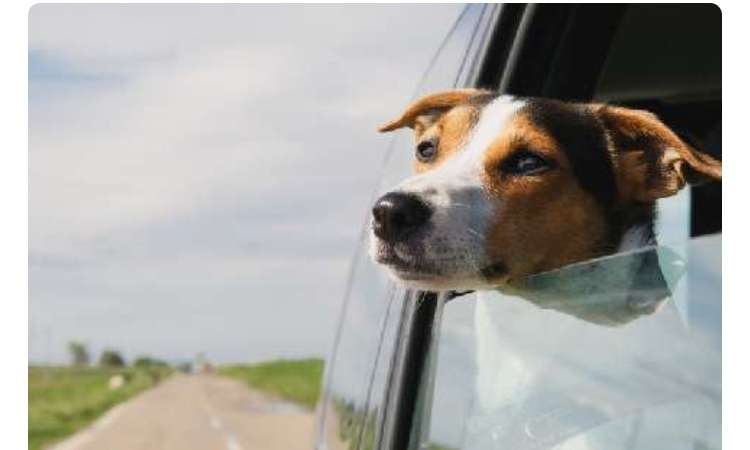 上皇后さま、血混じる嘔吐も　ストレス原因か、経過観察　宮内庁