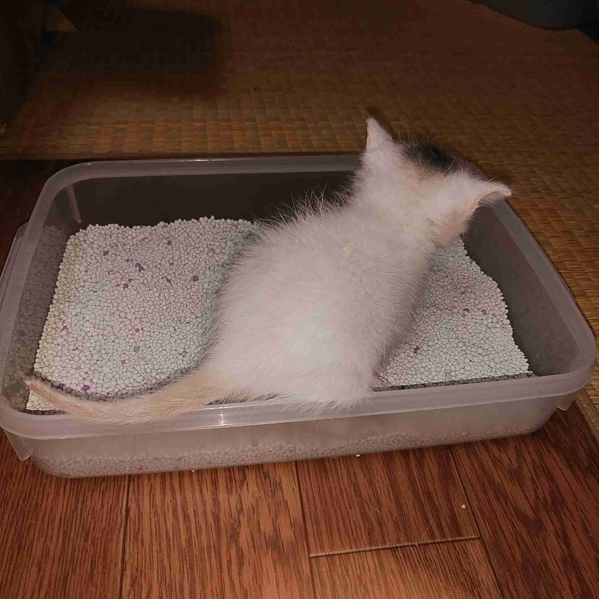 猫のしつけ