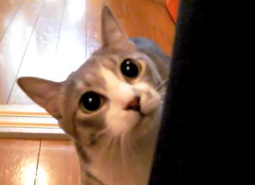 猫のしつけ