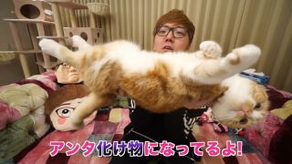 猫のしつけ