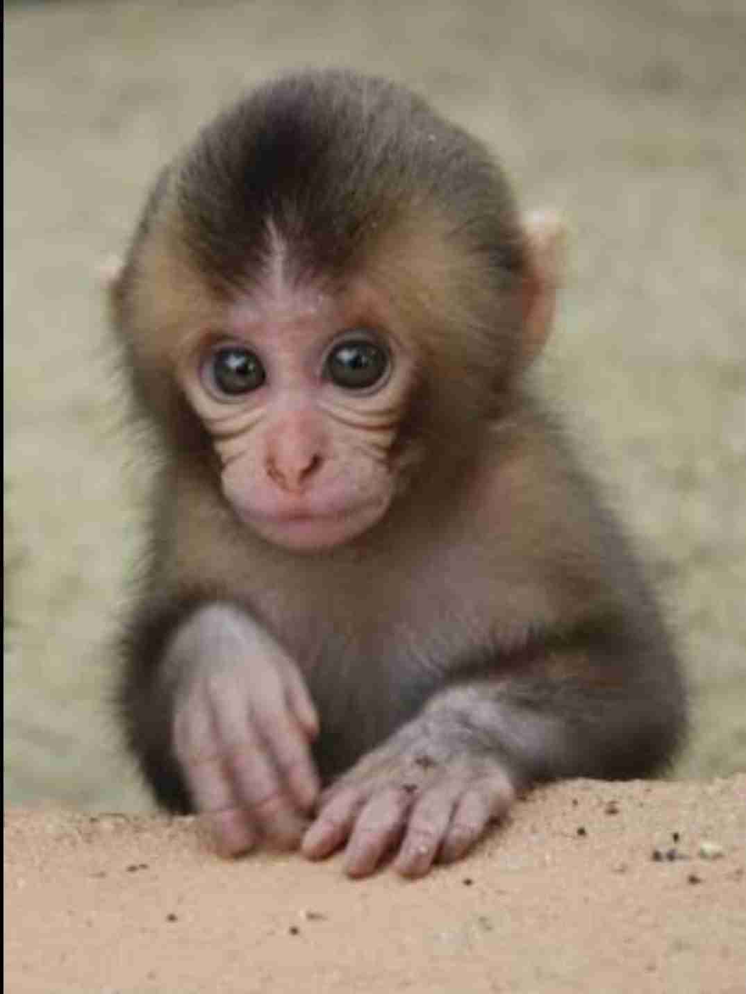 シャーロット王女、クリスマスプレゼントにポニーをおねだり