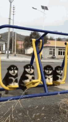 【GIF】動物のかわいいGIFが見たい