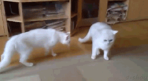 【GIF】動物のかわいいGIFが見たい