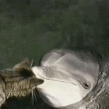 【GIF】動物のかわいいGIFが見たい