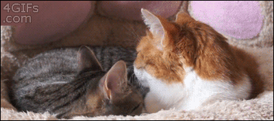 【GIF】動物のかわいいGIFが見たい