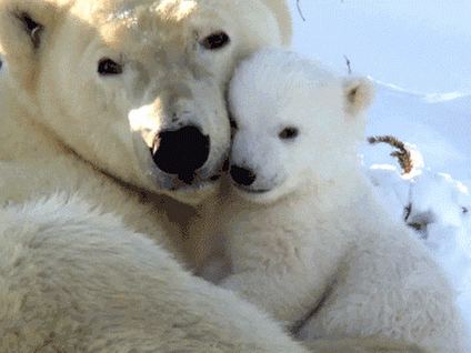 【GIF】動物のかわいいGIFが見たい