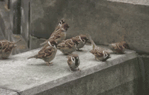 【GIF】動物のかわいいGIFが見たい