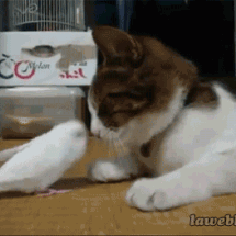 【GIF】動物のかわいいGIFが見たい