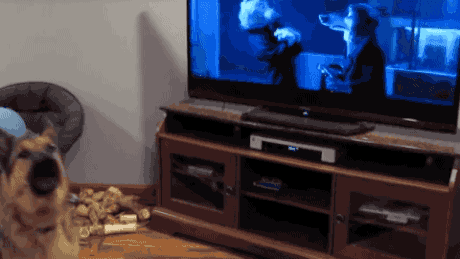 【GIF】動物のかわいいGIFが見たい