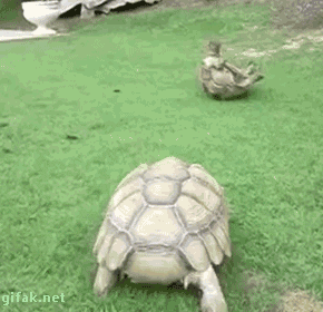 【GIF】動物のかわいいGIFが見たい