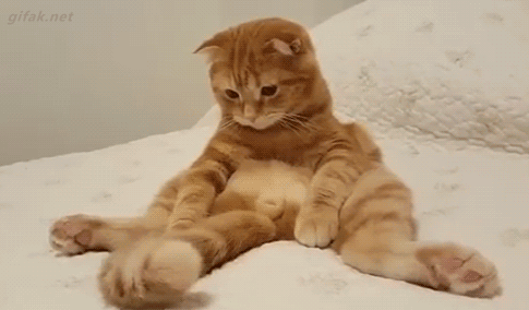 【GIF】動物のかわいいGIFが見たい