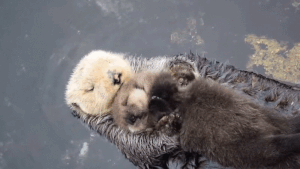 【GIF】動物のかわいいGIFが見たい