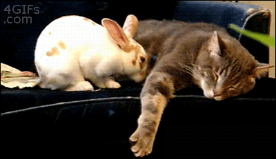 【GIF】動物のかわいいGIFが見たい