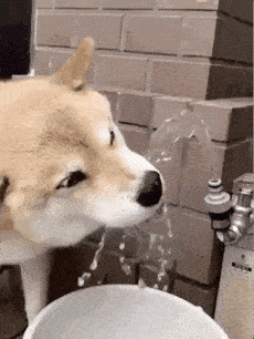 【GIF】動物のかわいいGIFが見たい