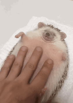 【GIF】動物のかわいいGIFが見たい