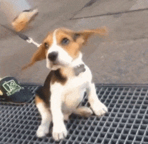 【GIF】動物のかわいいGIFが見たい