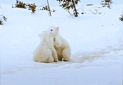 【GIF】動物のかわいいGIFが見たい