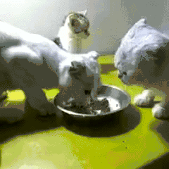【GIF】動物のかわいいGIFが見たい