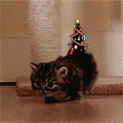 【GIF】動物のかわいいGIFが見たい
