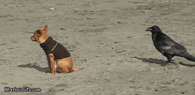 【GIF】動物のかわいいGIFが見たい