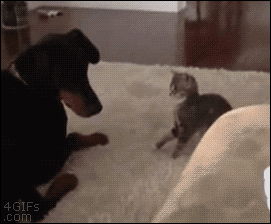 【GIF】動物のかわいいGIFが見たい