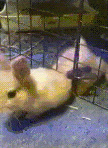 【GIF】動物のかわいいGIFが見たい