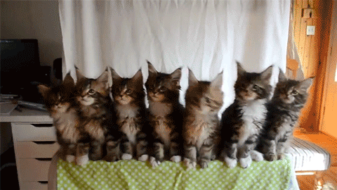 【GIF】動物のかわいいGIFが見たい
