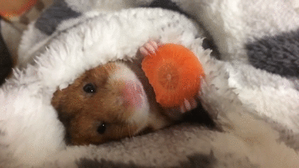 【GIF】動物のかわいいGIFが見たい
