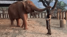 【GIF】動物のかわいいGIFが見たい