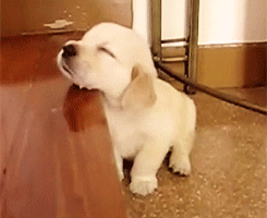 【GIF】動物のかわいいGIFが見たい