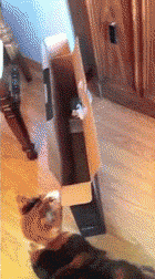 【GIF】動物のかわいいGIFが見たい