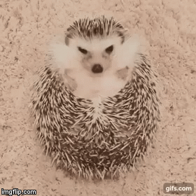 【GIF】動物のかわいいGIFが見たい