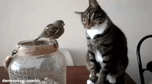 【GIF】動物のかわいいGIFが見たい