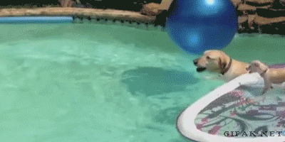【GIF】動物のかわいいGIFが見たい