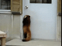 【GIF】動物のかわいいGIFが見たい