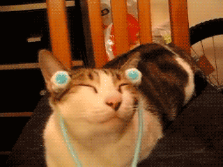 【GIF】動物のかわいいGIFが見たい