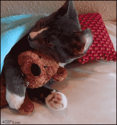 【GIF】動物のかわいいGIFが見たい
