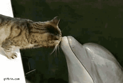 【GIF】動物のかわいいGIFが見たい