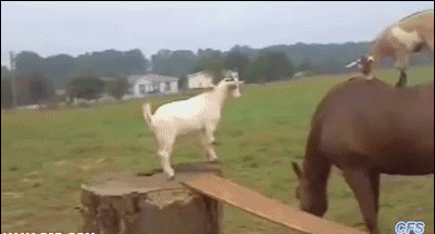 【GIF】動物のかわいいGIFが見たい