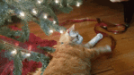 【GIF】動物のかわいいGIFが見たい