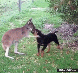 【GIF】動物のかわいいGIFが見たい