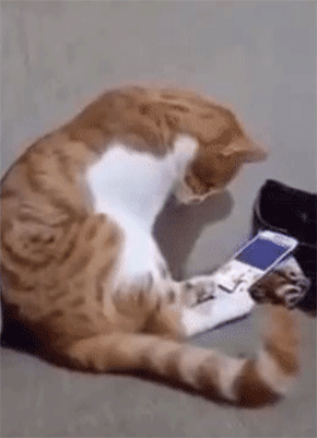 【GIF】動物のかわいいGIFが見たい
