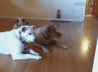 【GIF】動物のかわいいGIFが見たい