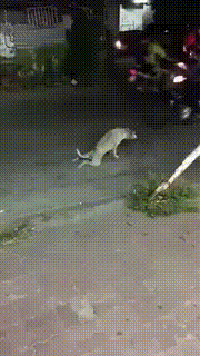【GIF】動物のかわいいGIFが見たい