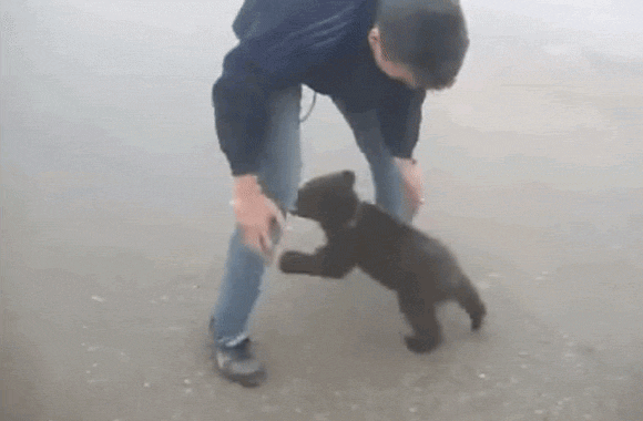 【GIF】動物のかわいいGIFが見たい