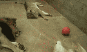 【GIF】動物のかわいいGIFが見たい