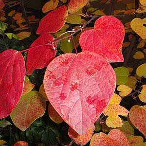 みんなの家のお菓子皿みせてください